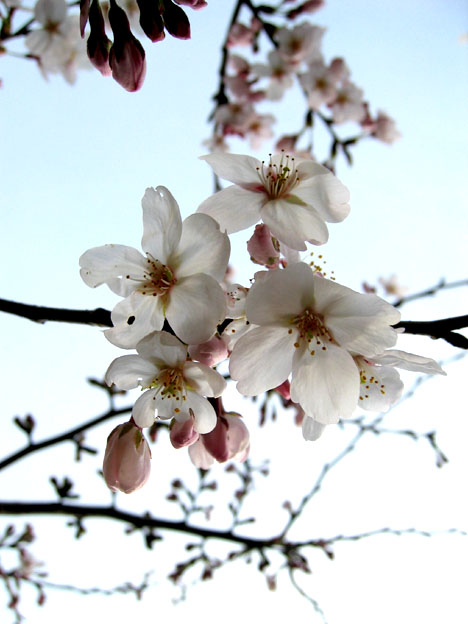 透過光の桜 Genのフォト日記